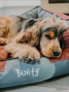 Bunty Pet Products Newsletter