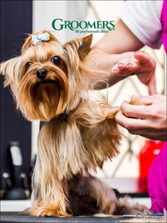 Groomers Professional Animal Grooming Catalogue