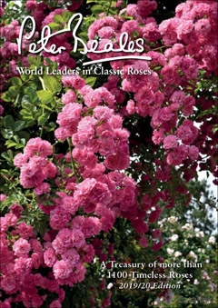 Peter Beales Roses Catalogue