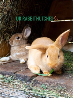 UK Rabbit Hutches Newsletter