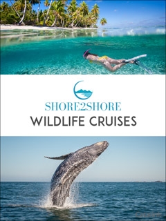 Wild Cruises by S2S Newsletter