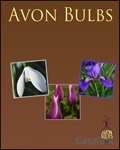 Avon Bulbs Catalogue cover from 11 September, 2012