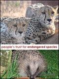 Peoples Trust for Endangered Species Newsletter cover from 17 April, 2012