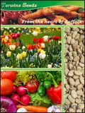 Terwins Seeds Newsletter cover from 05 February, 2014