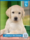Guide Dogs - Free Will Guide cover from 14 November, 2018