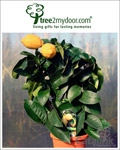 Tree2mydoor Newsletter cover from 14 April, 2015