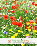 National Wildflower Centre Seeds Newsletter cover from 25 October, 2016