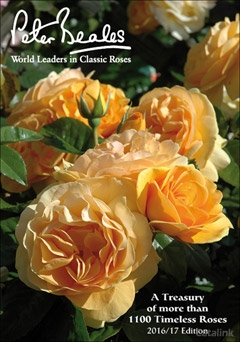 Peter Beales Roses