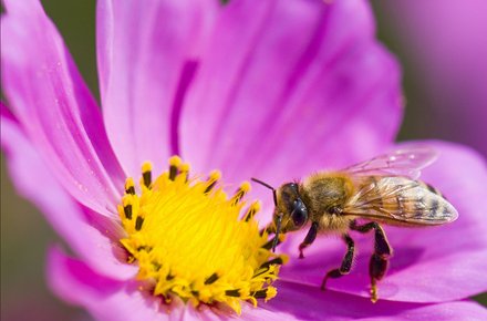 Free Wildflower Seeds for Bees