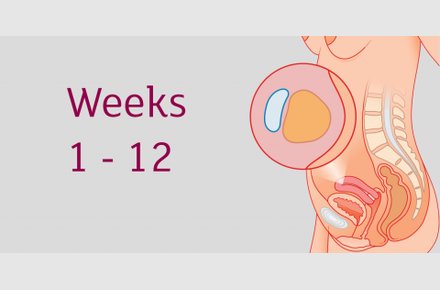 Free Weekly Pregnancy Emails from Tommy’s Midwives