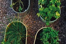 Free Herb & Flower Seeds