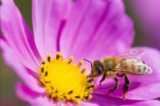 Free Wildflower Seeds for Bees
