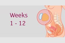 Free Weekly Pregnancy Emails from Tommy’s Midwives