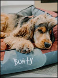 Bunty Pet Products Newsletter