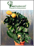 Tree2mydoor Newsletter cover